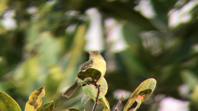 Тиран-малюк жовтогрудий - ML645439507