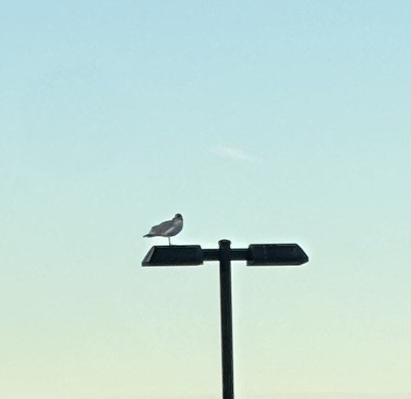 American Herring Gull - ML645439511