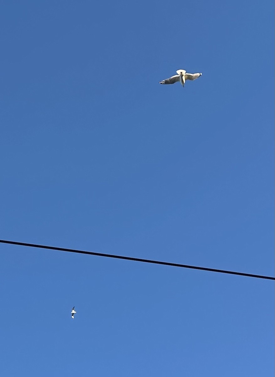 American Herring Gull - ML645439512