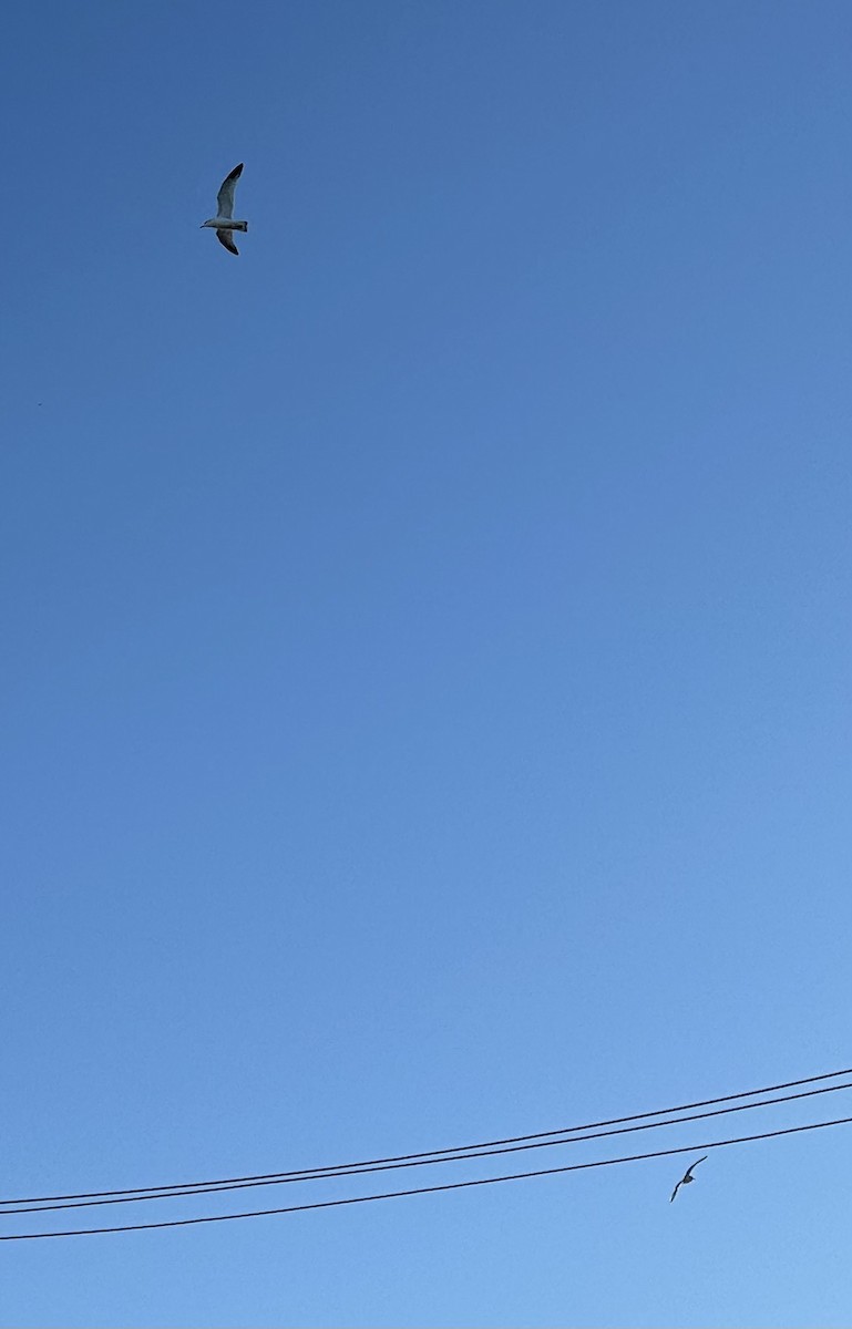 American Herring Gull - ML645439513