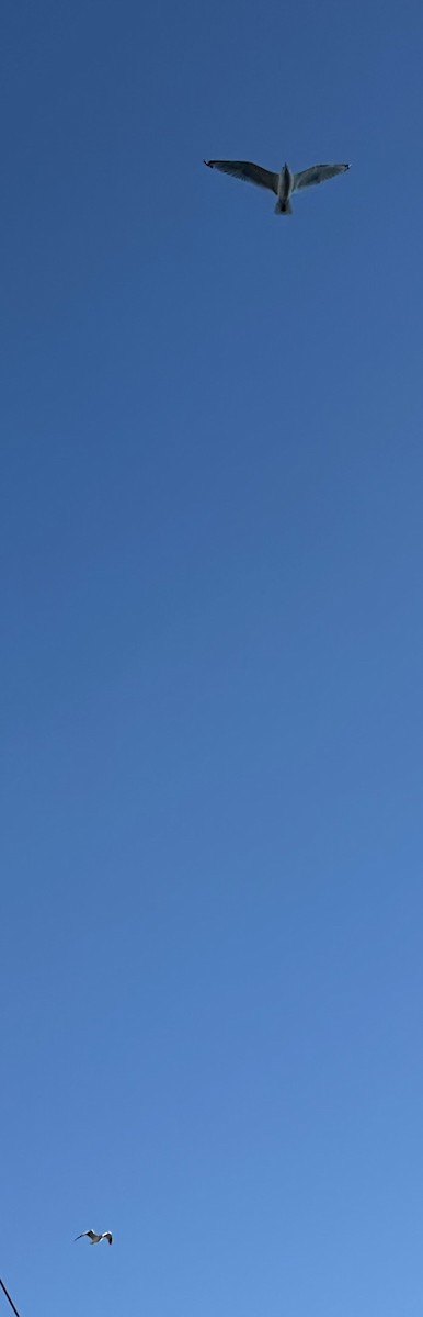 American Herring Gull - ML645439514