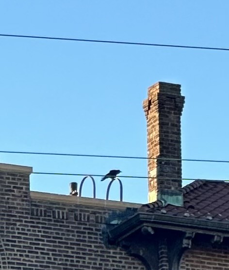 American Crow - ML645439515