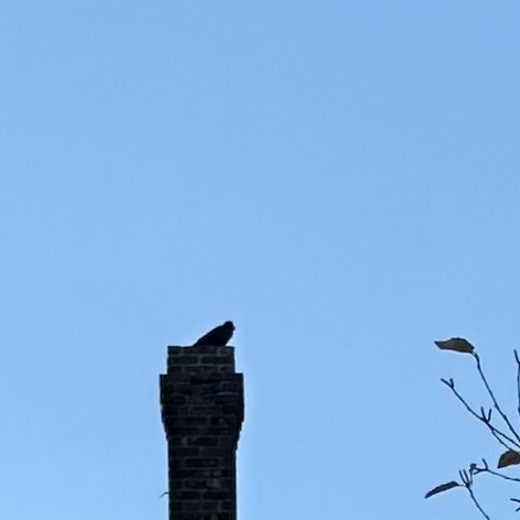 American Crow - ML645439516