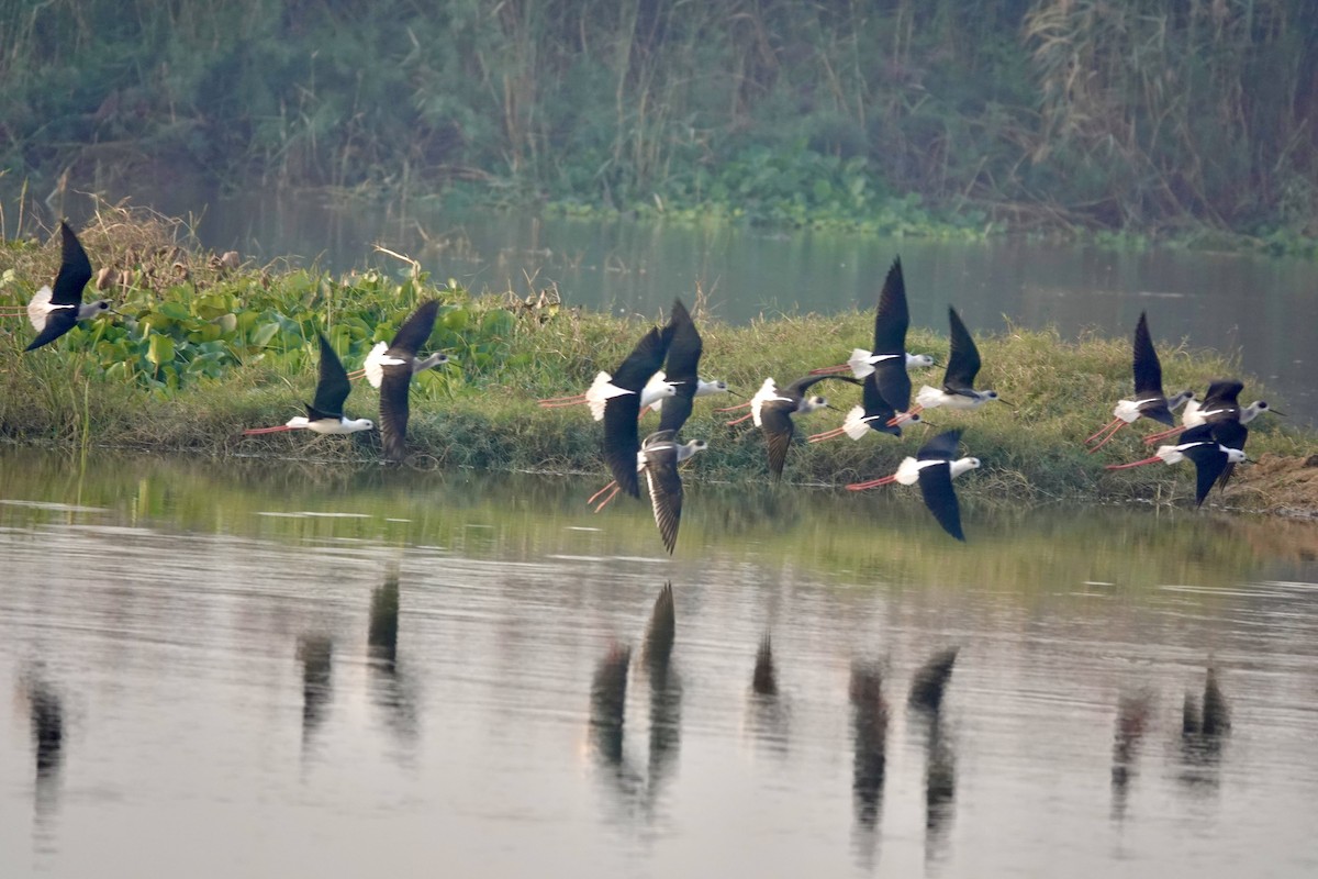 高蹺鴴 - ML645439518