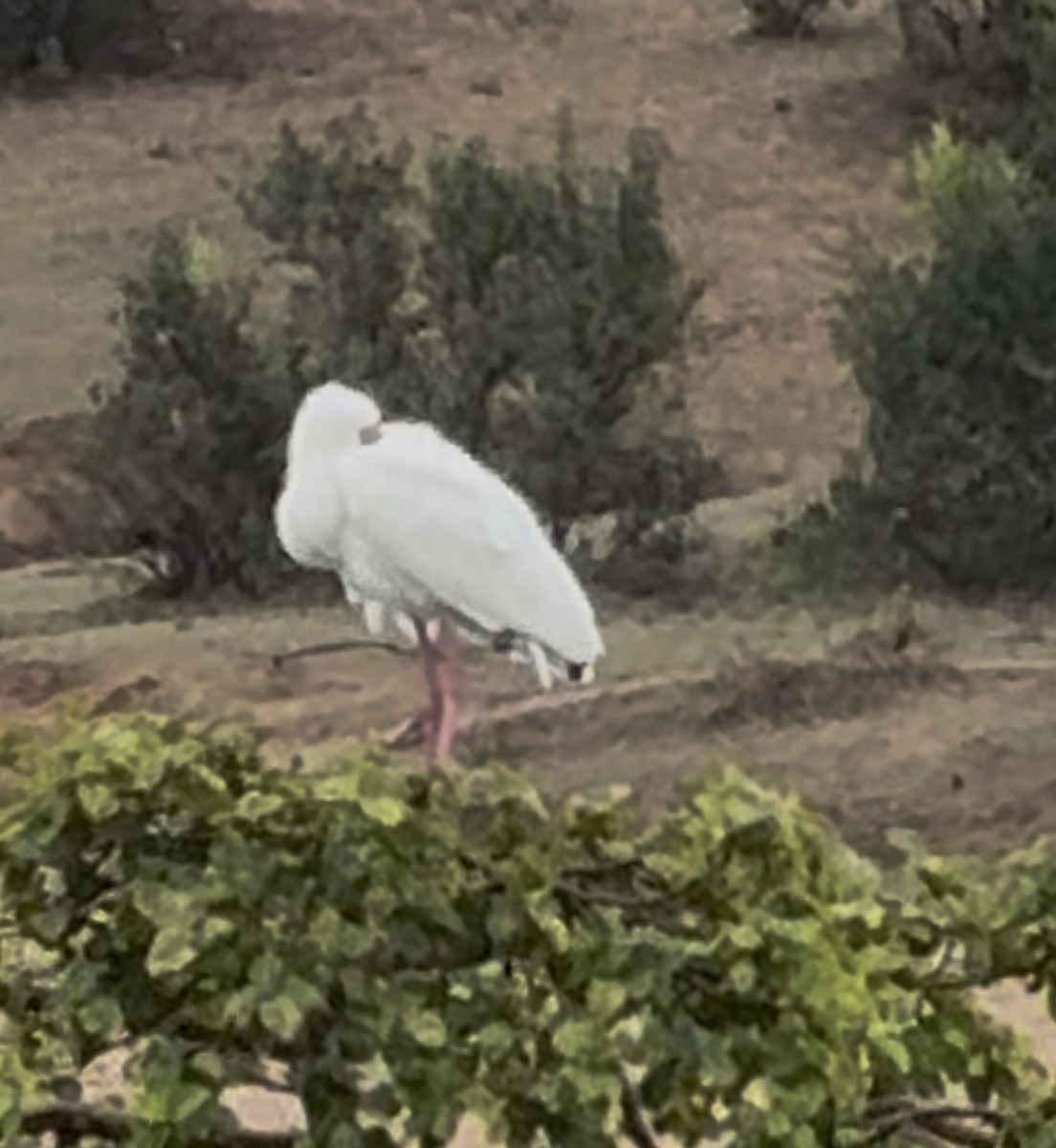 African Spoonbill - ML645439520