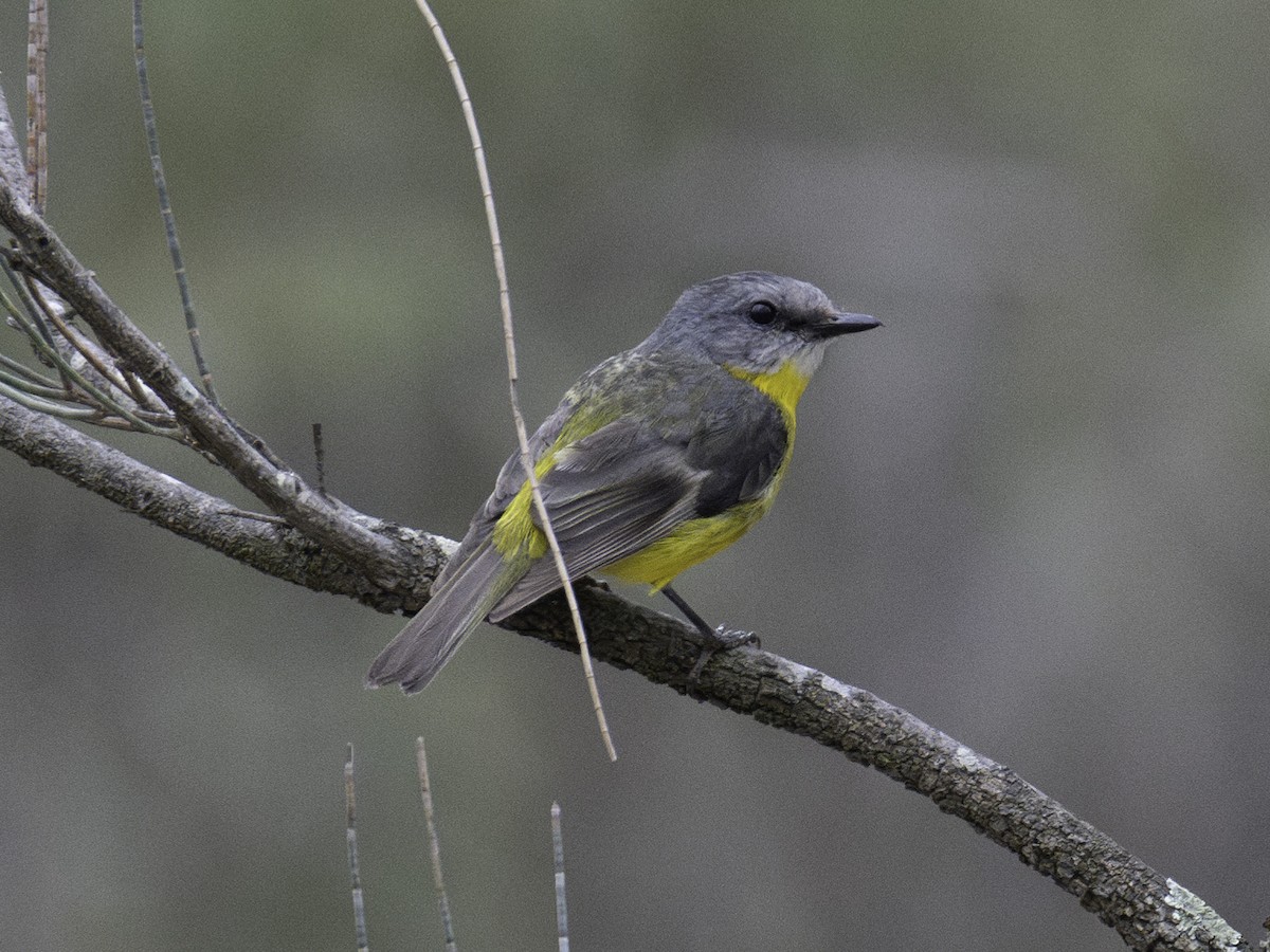 Королець жовтий - ML645439525