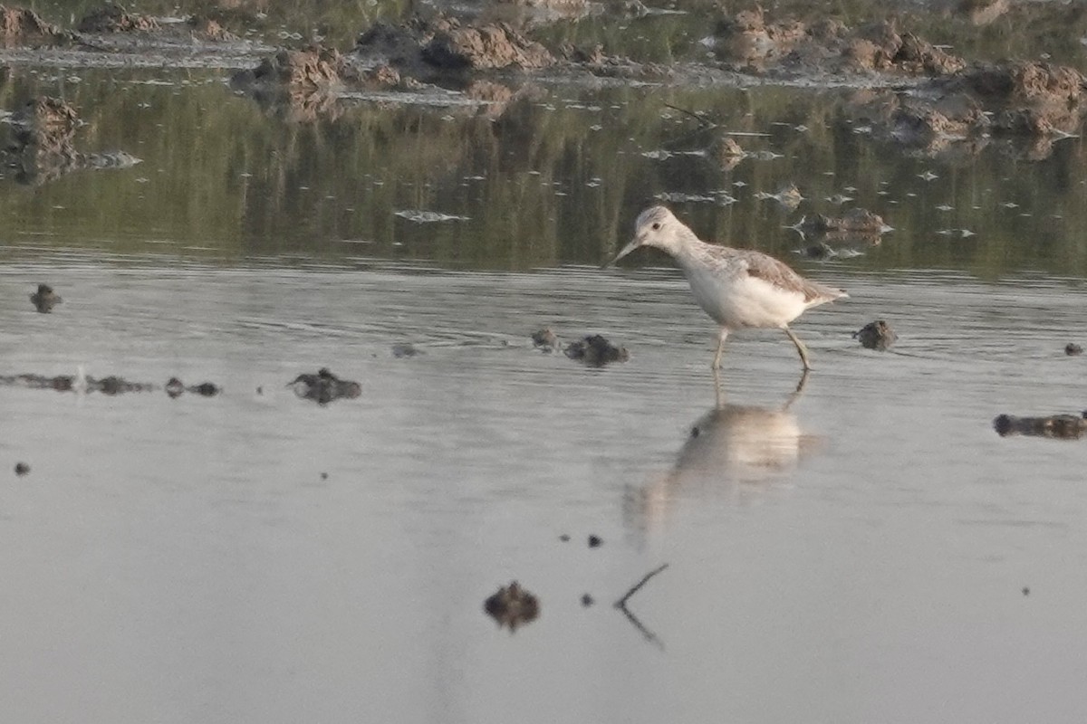 Common Greenshank - ML645439531