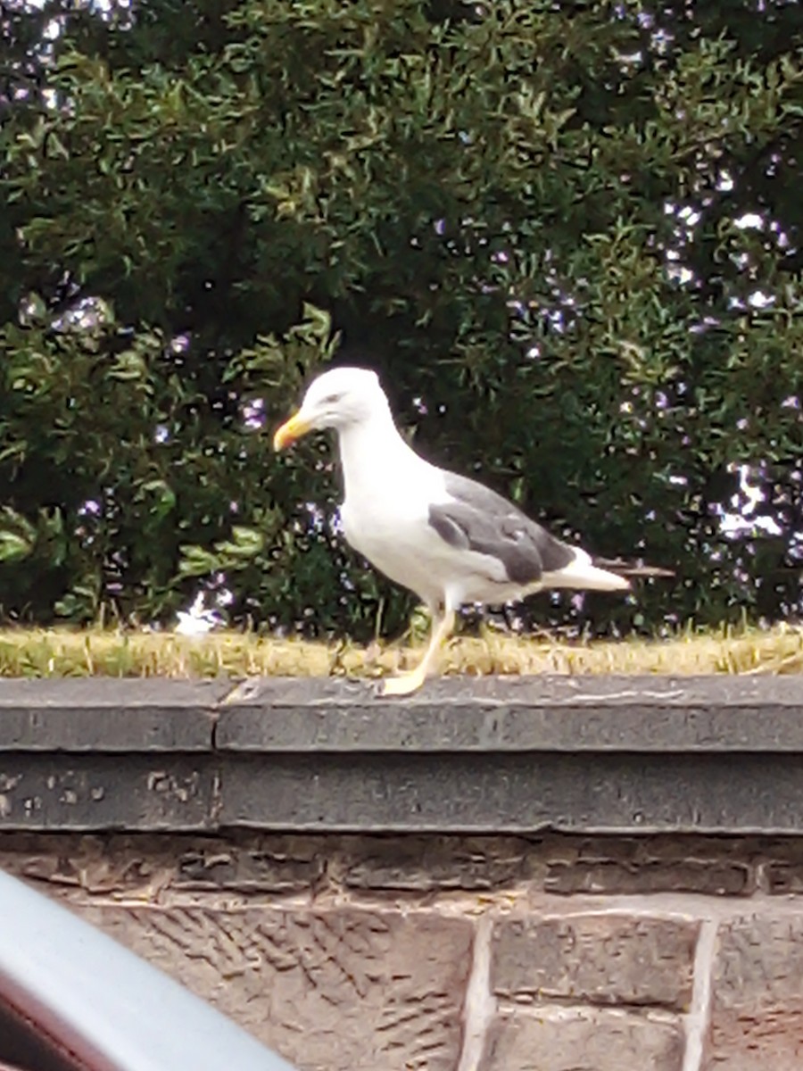 Zafferano - ML645439534