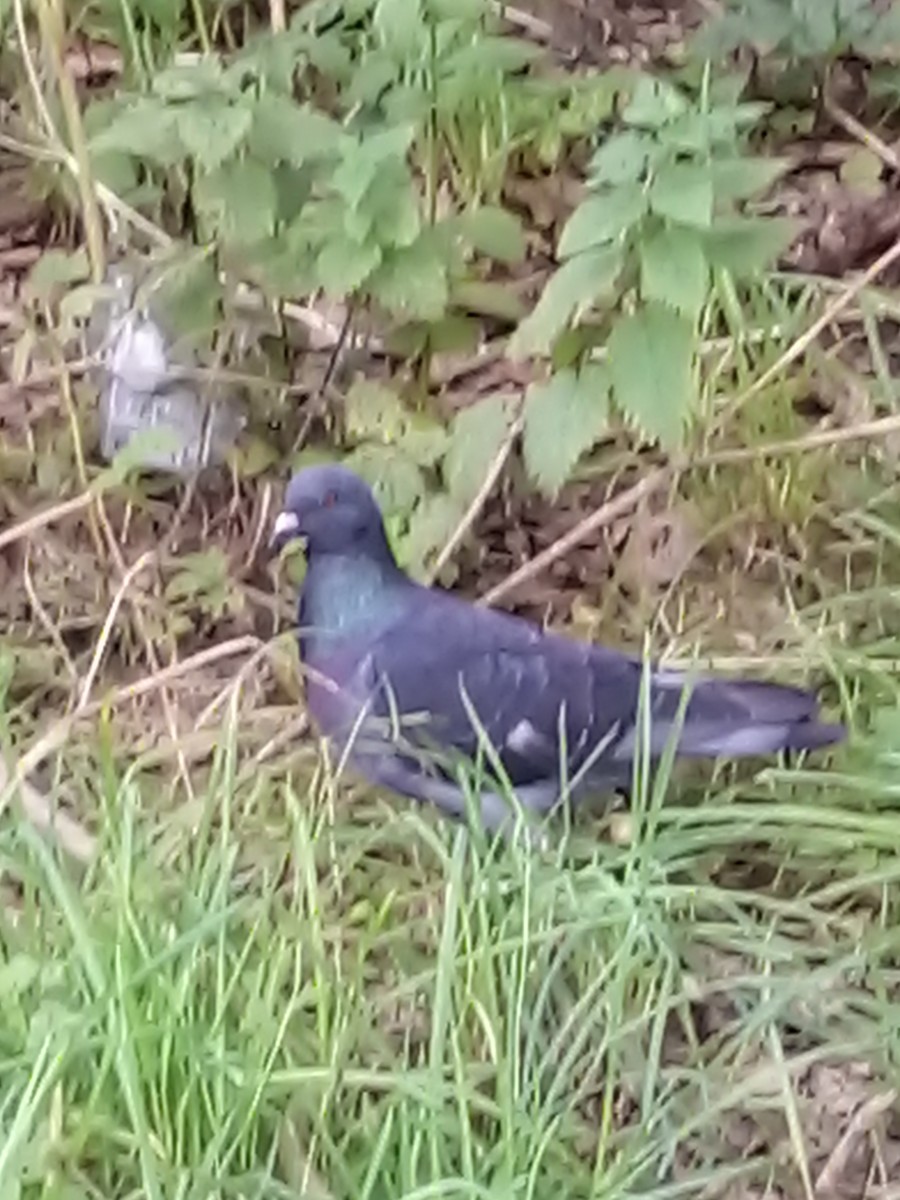 Голуб сизий (міський) - ML645439536