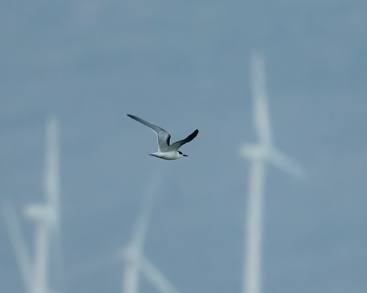 燕鷗 - ML645439537