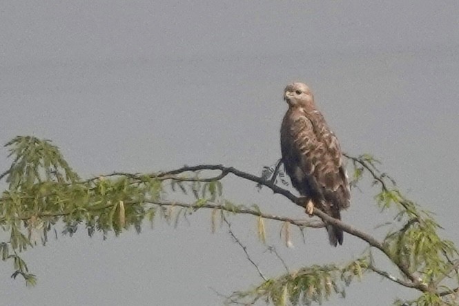 Long-legged Buzzard - ML645439540