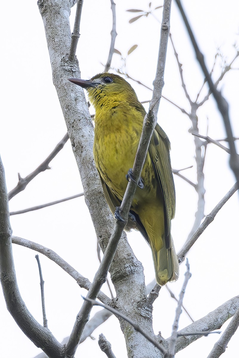 White-lored Oriole - ML645439548