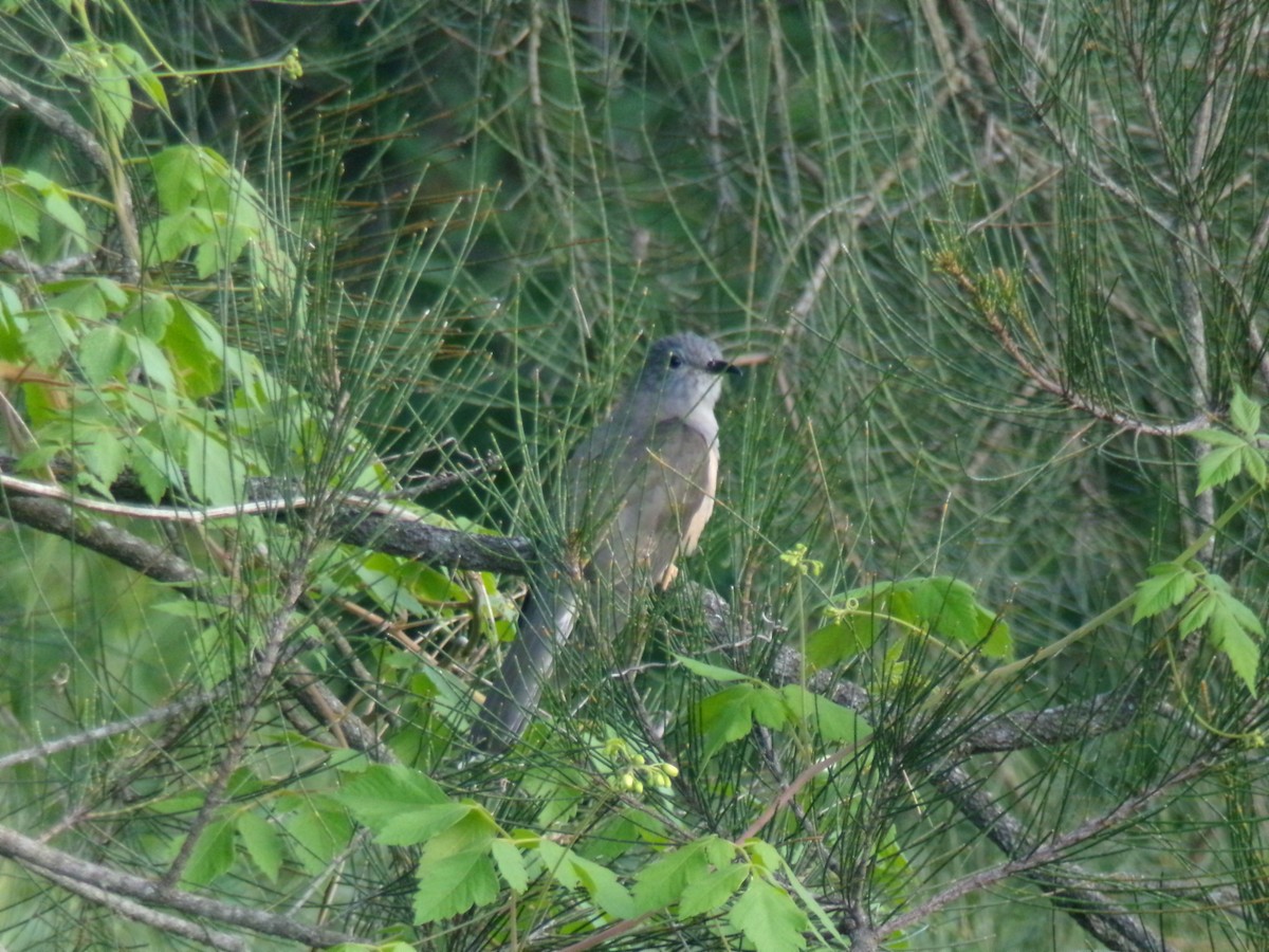 Sahul Brush Cuckoo - ML645439567