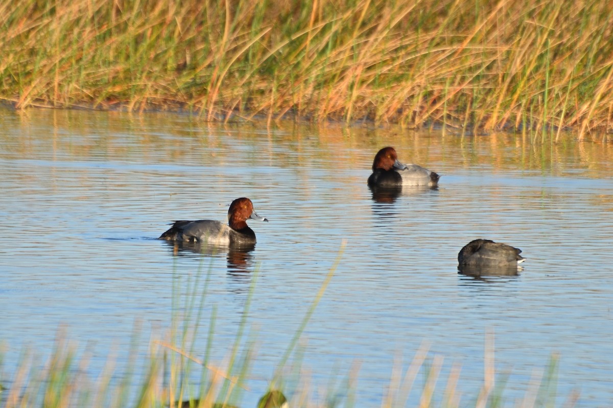 Redhead - ML645439568