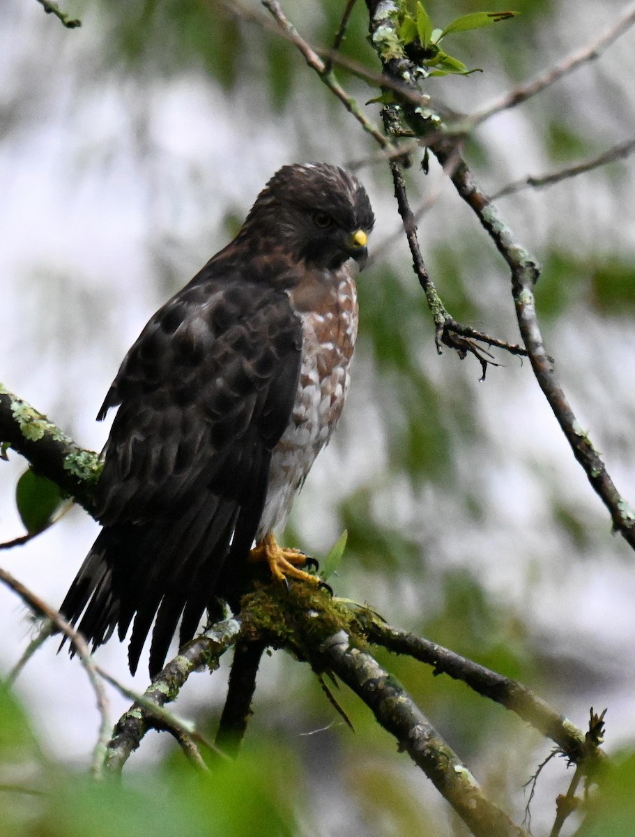 Канюк ширококрилий - ML645439572