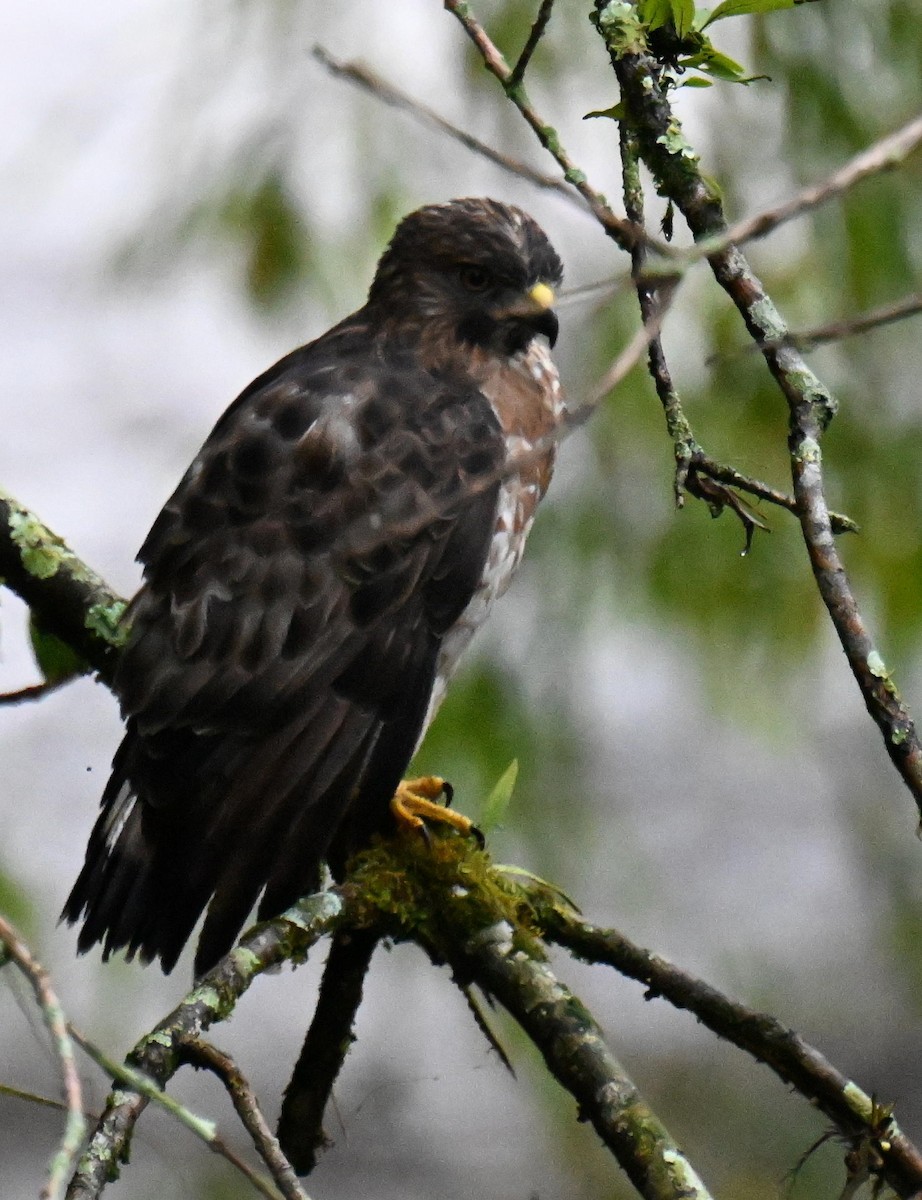 Канюк ширококрилий - ML645439573