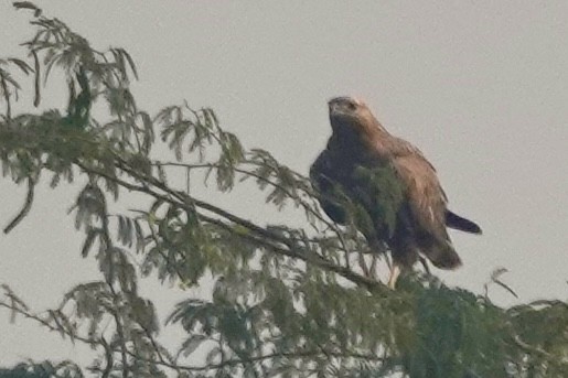 Long-legged Buzzard - ML645439578