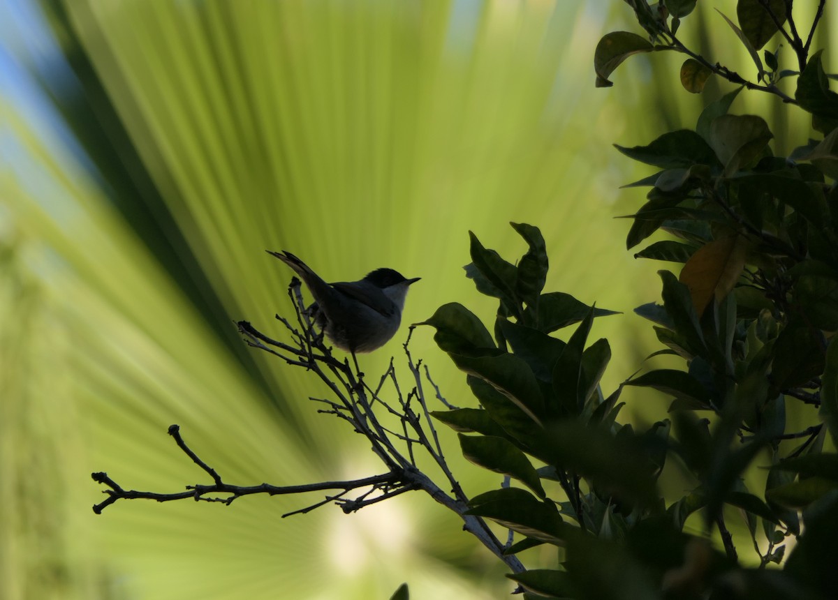 Txinbo burubeltza - ML645439586