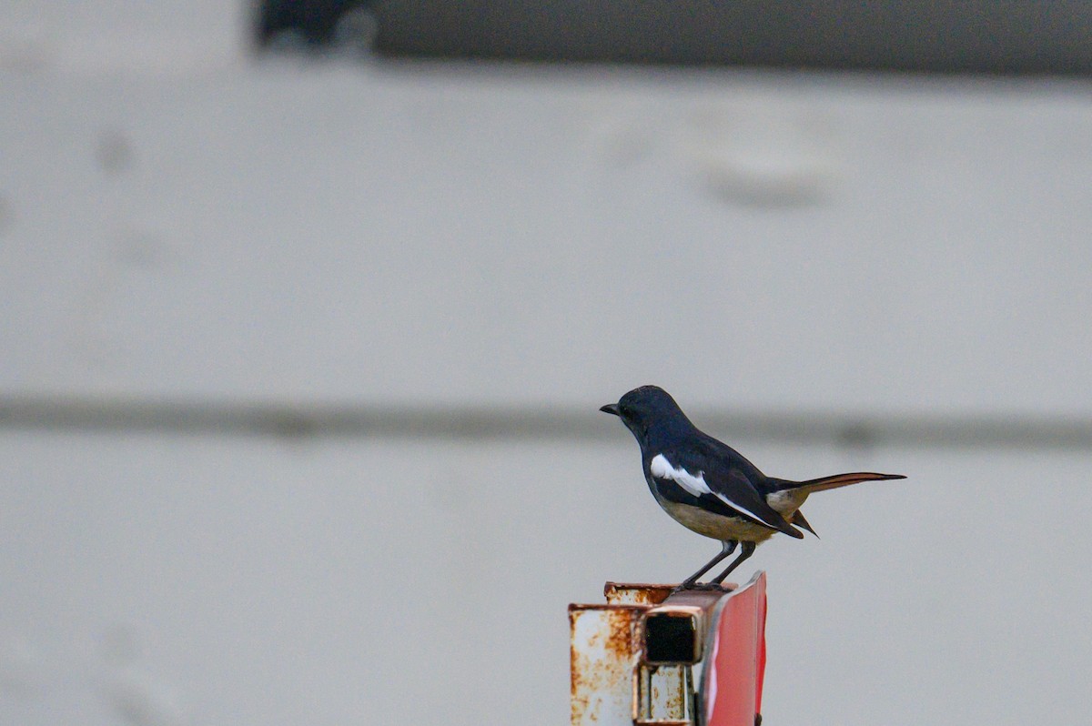 Oriental Magpie-Robin - ML645439587