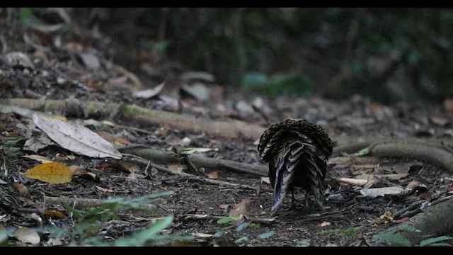 Борнейский павлиний фазан - ML645439602