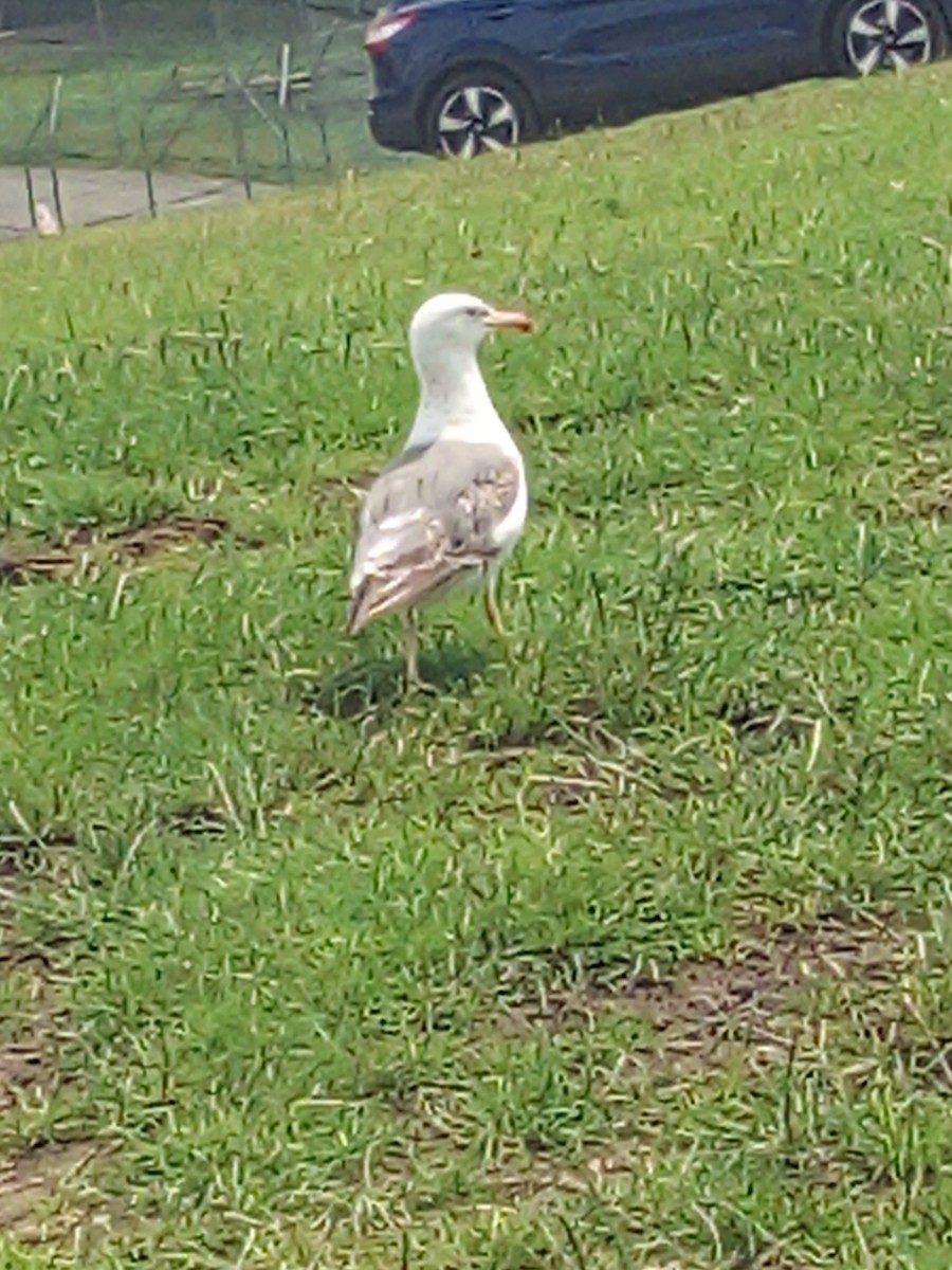 Zafferano - ML645439609