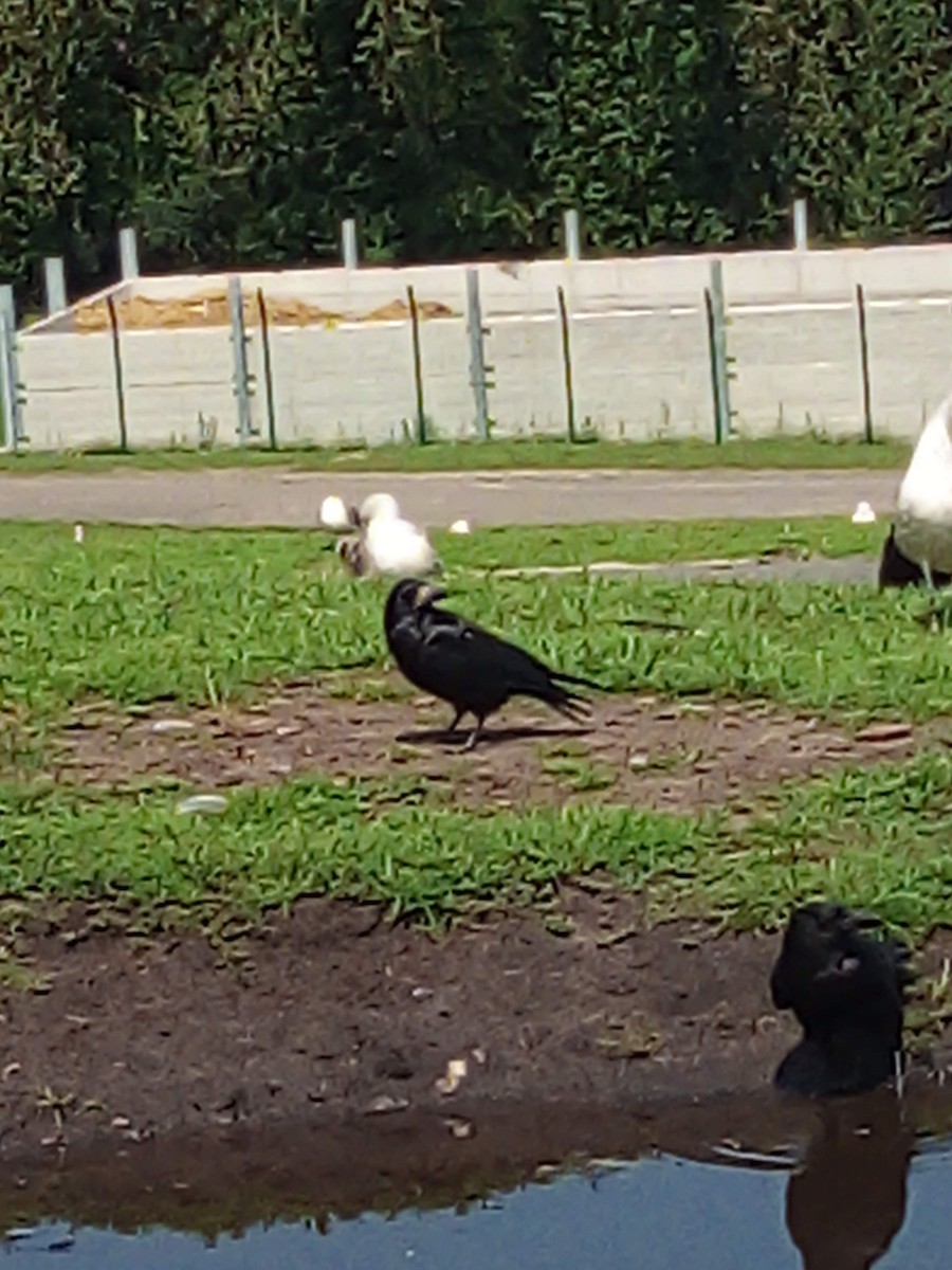 Ekin Kargası - ML645439610