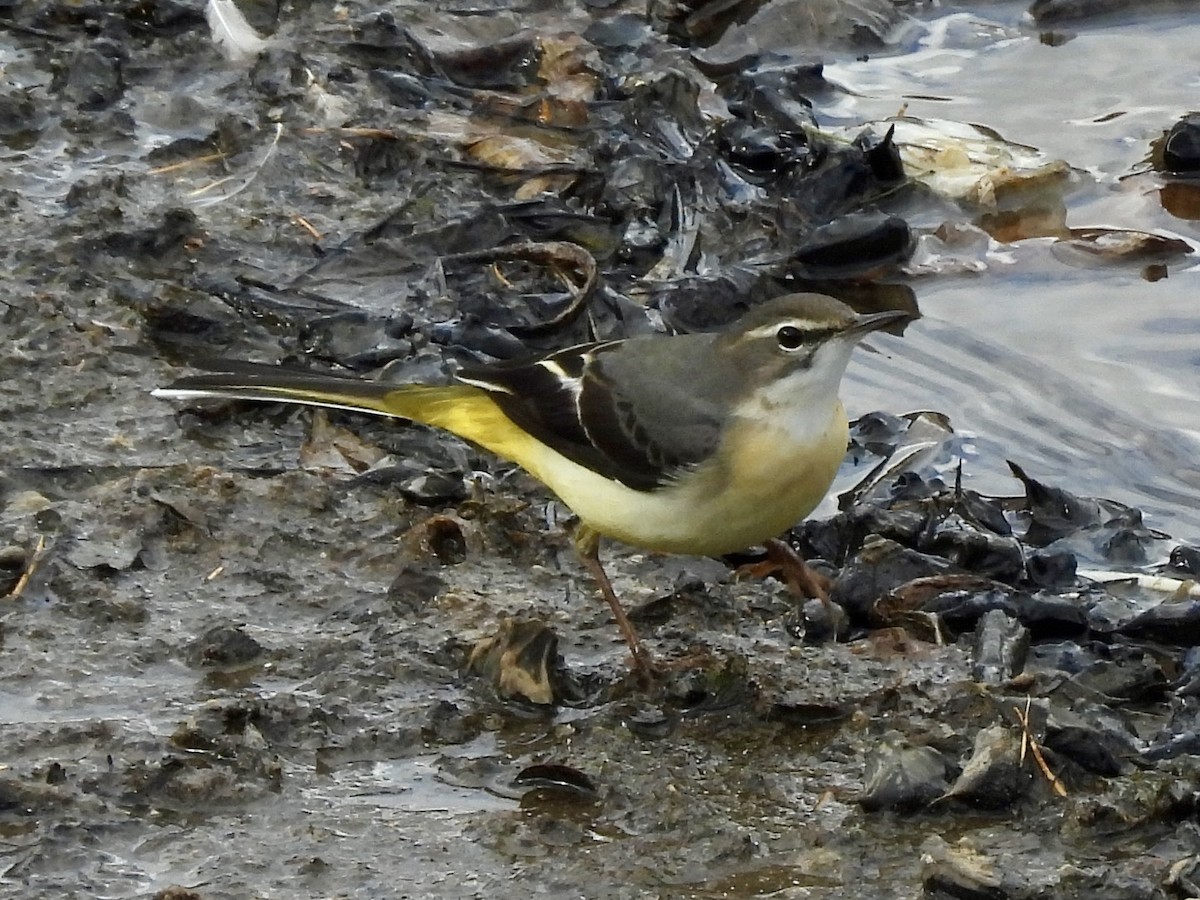 灰鶺鴒 - ML645439615