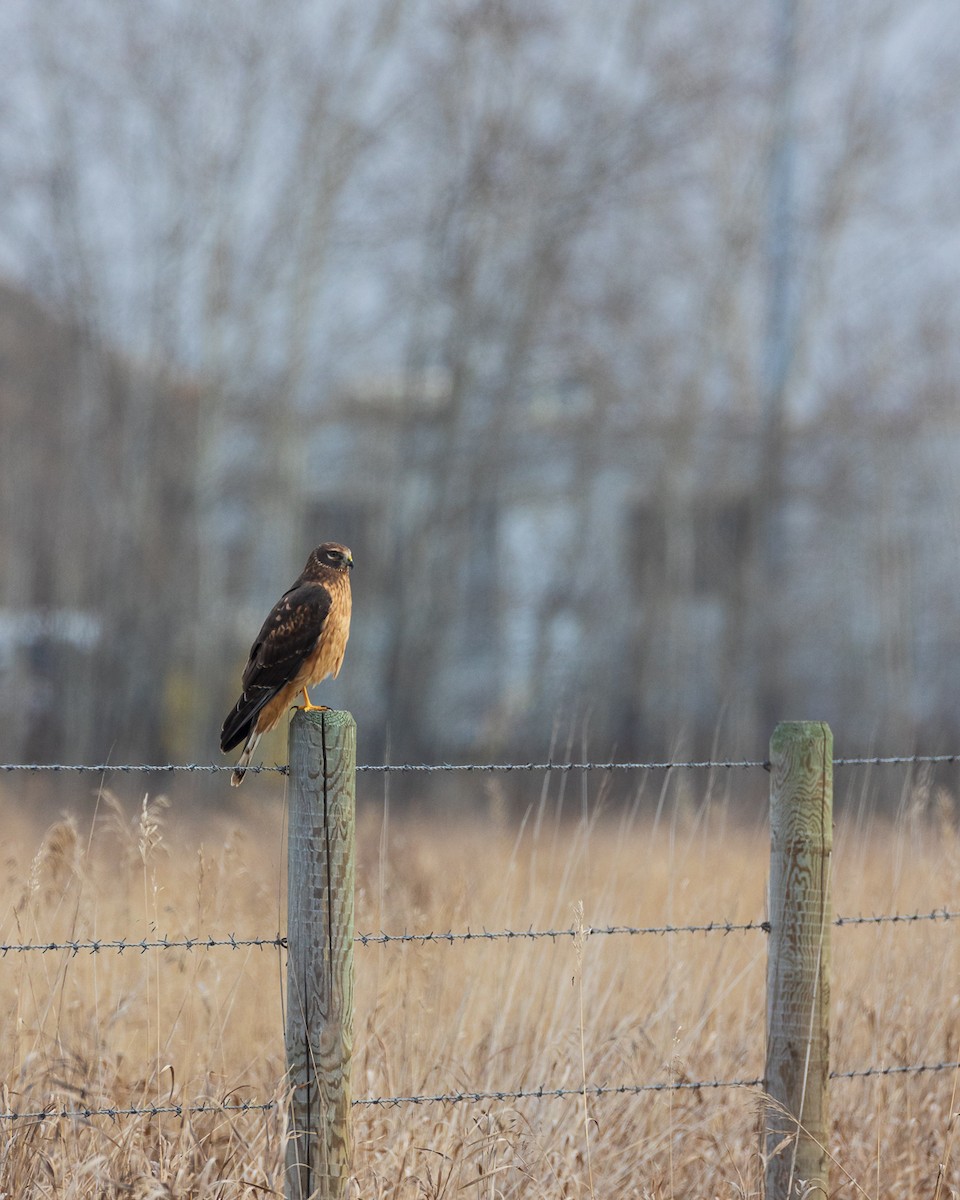 Лунь американський - ML645439618