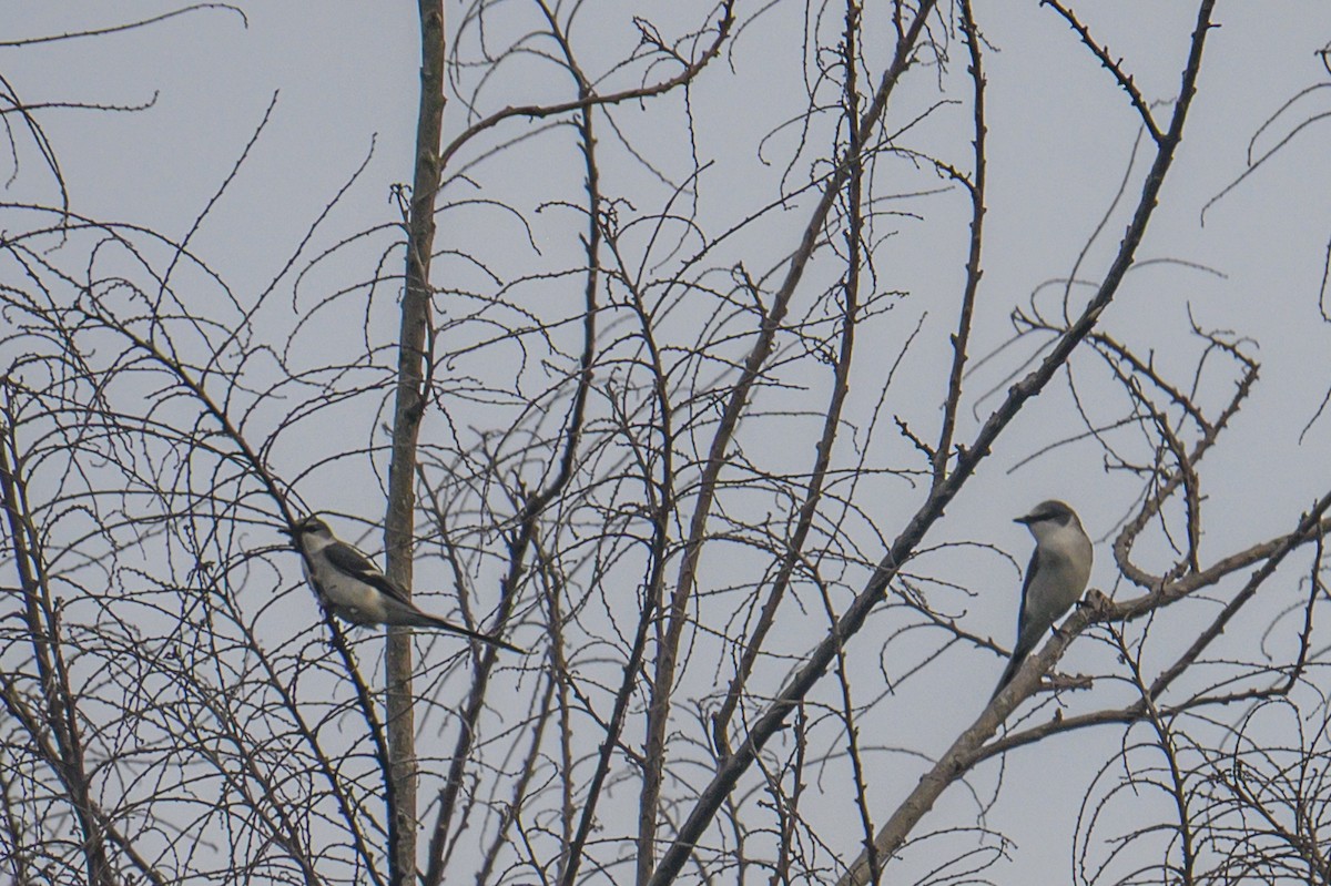 Ashy Minivet - ML645439623