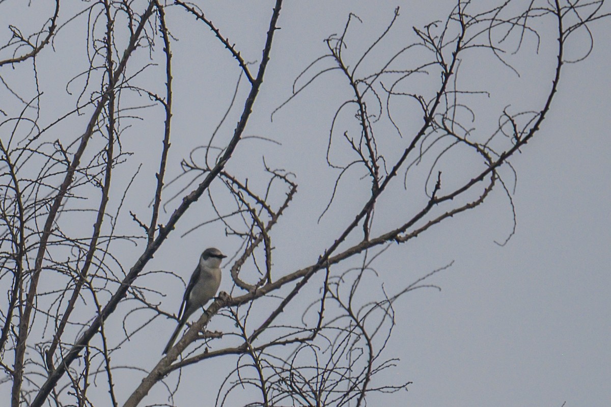 Ashy Minivet - ML645439624