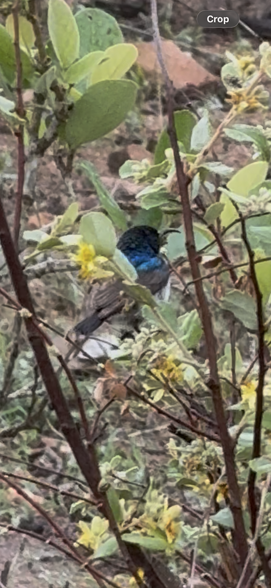 White-bellied Sunbird - ML645439625