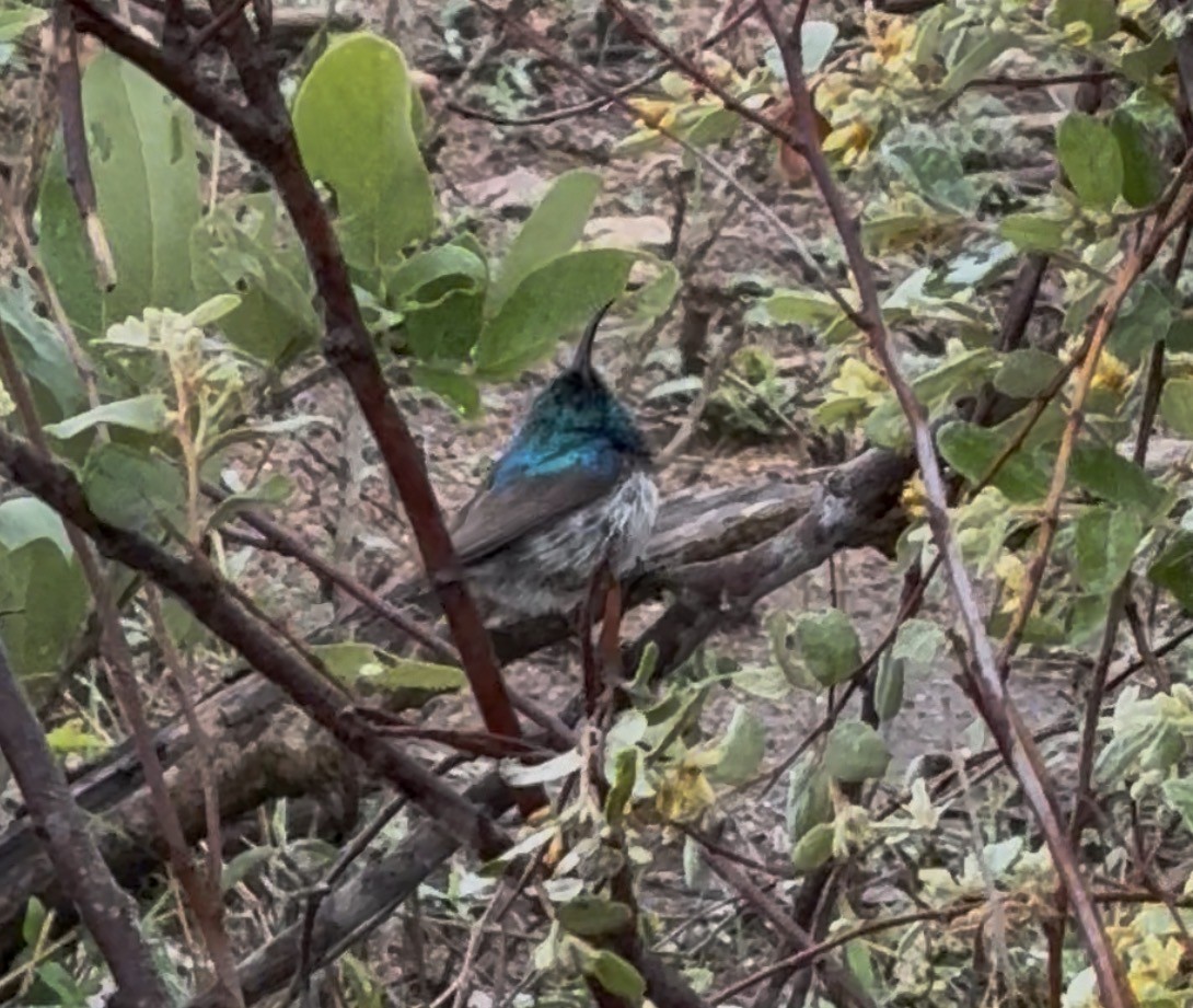 White-bellied Sunbird - ML645439626