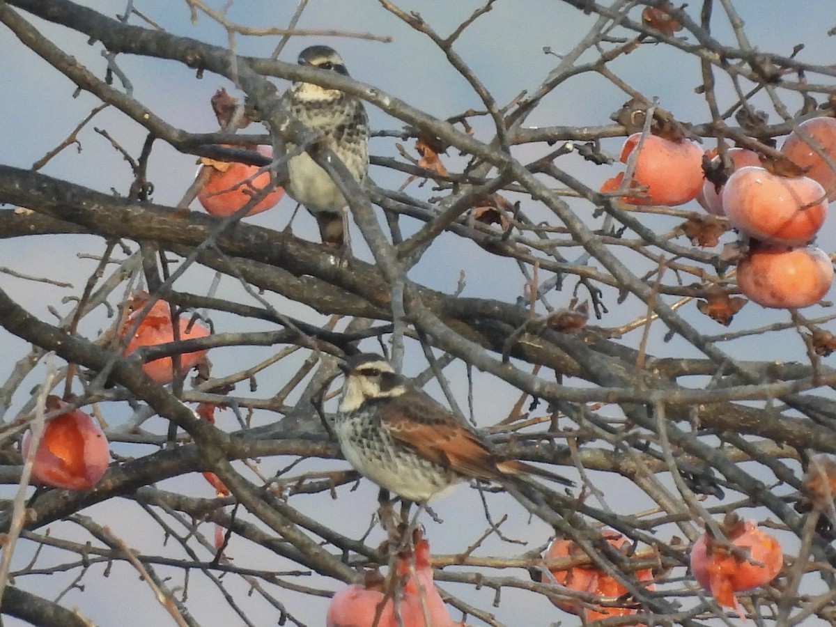 斑點鶇 - ML645439637