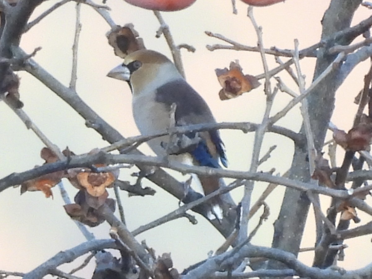 臘嘴雀 - ML645439647