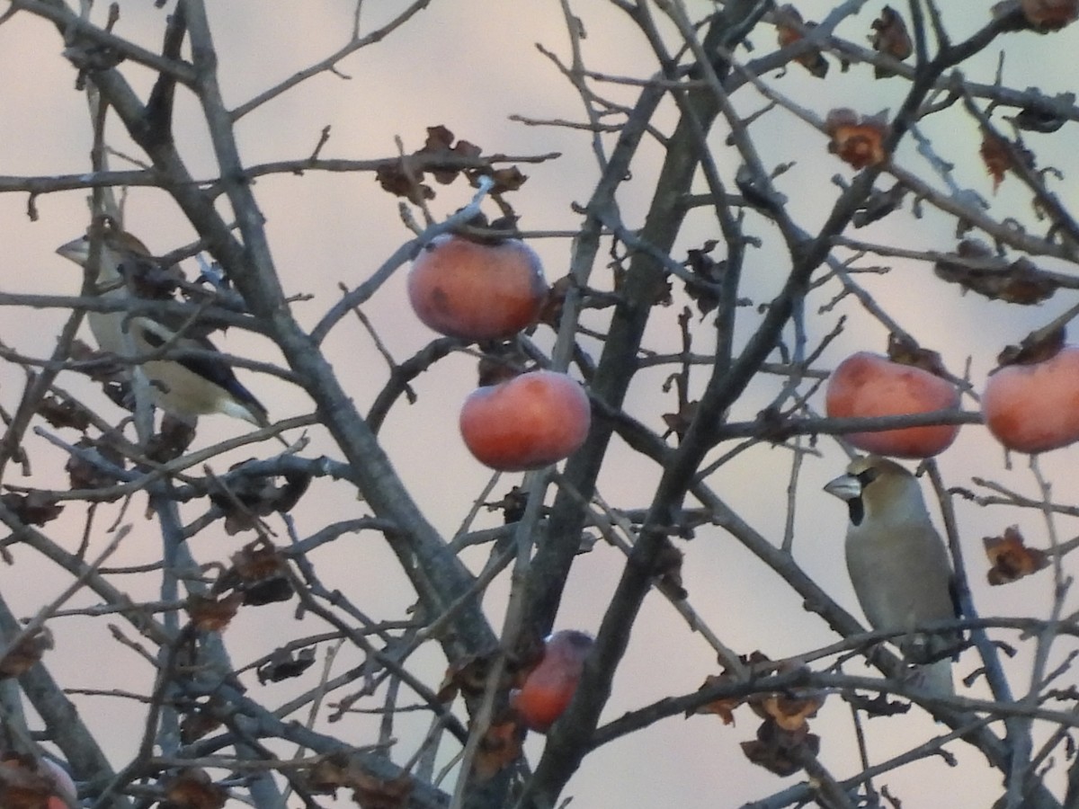 臘嘴雀 - ML645439648