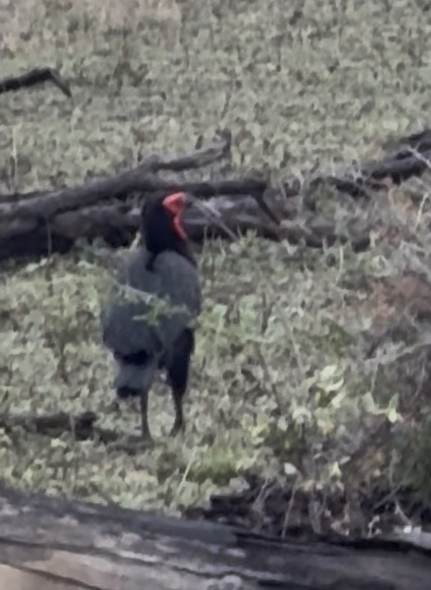 Southern Ground-Hornbill - ML645439654