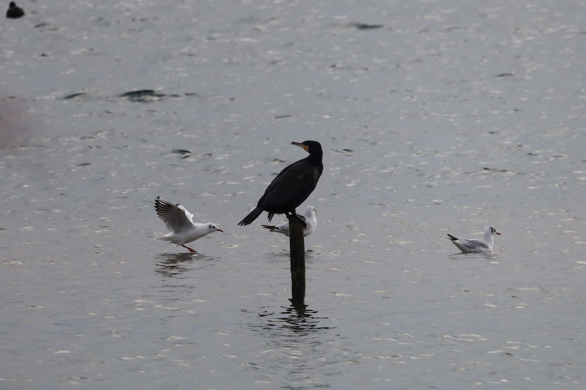 Kormoran - ML645439655