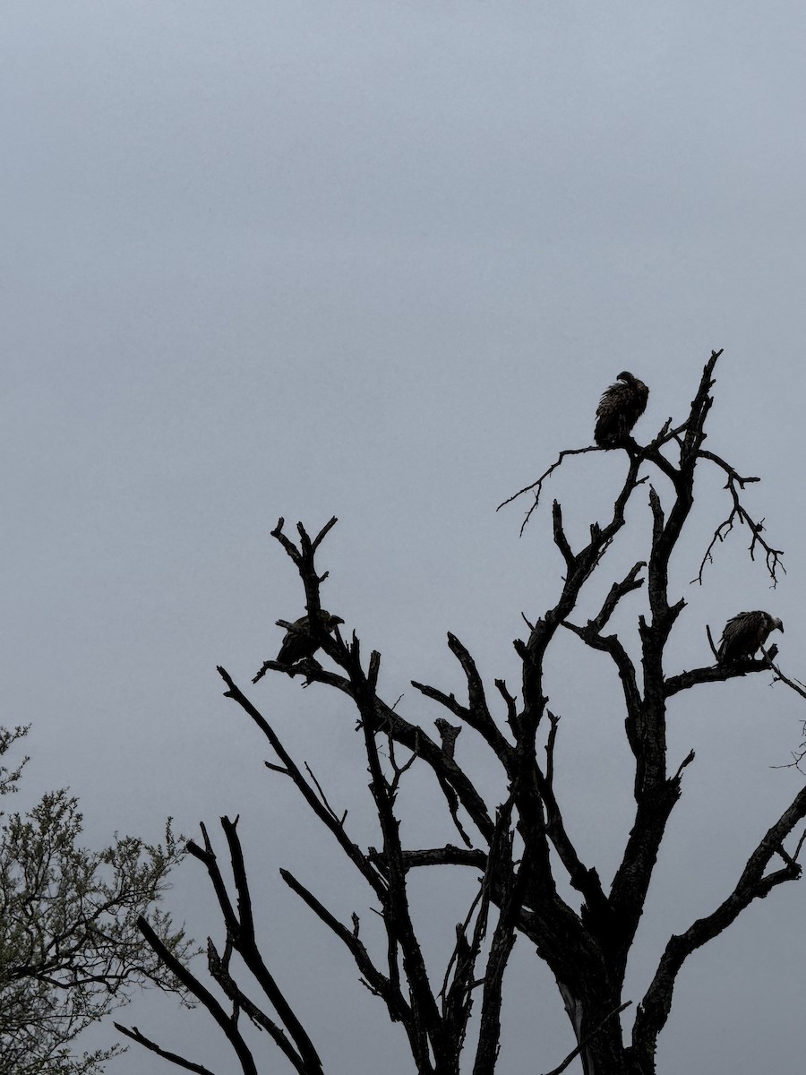 White-backed Vulture - ML645439657