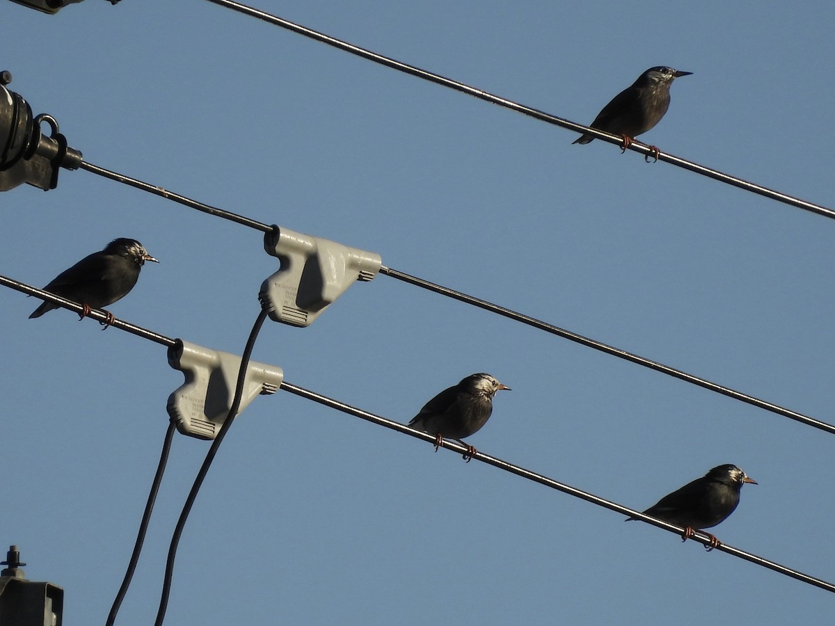 灰椋鳥 - ML645439673