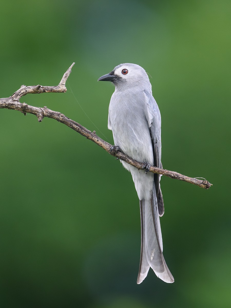 Пепельный дронго - ML645439677