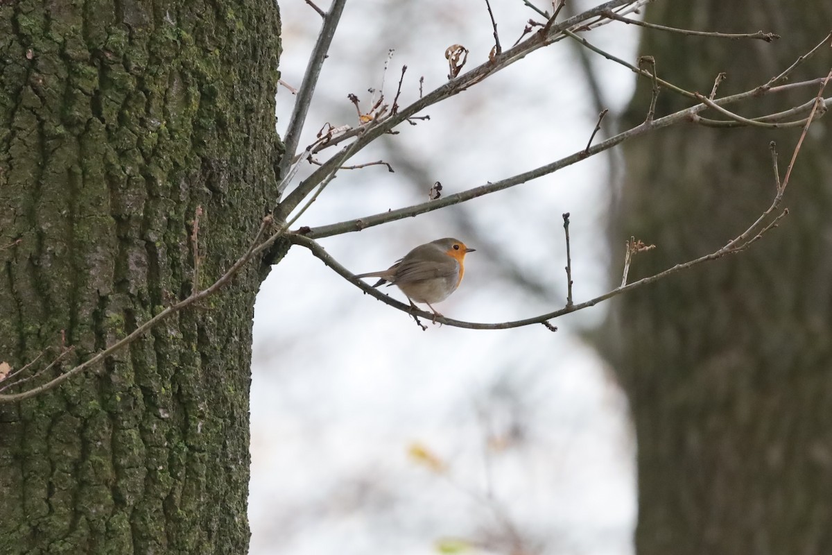 Зарянка - ML645439678