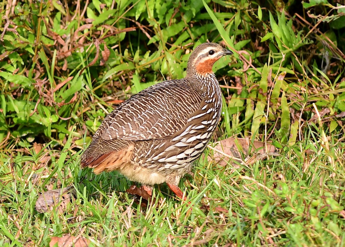 Болотный турач - ML645439679