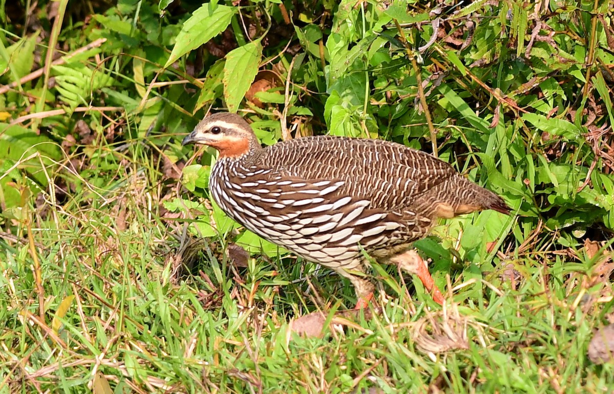 Болотный турач - ML645439680