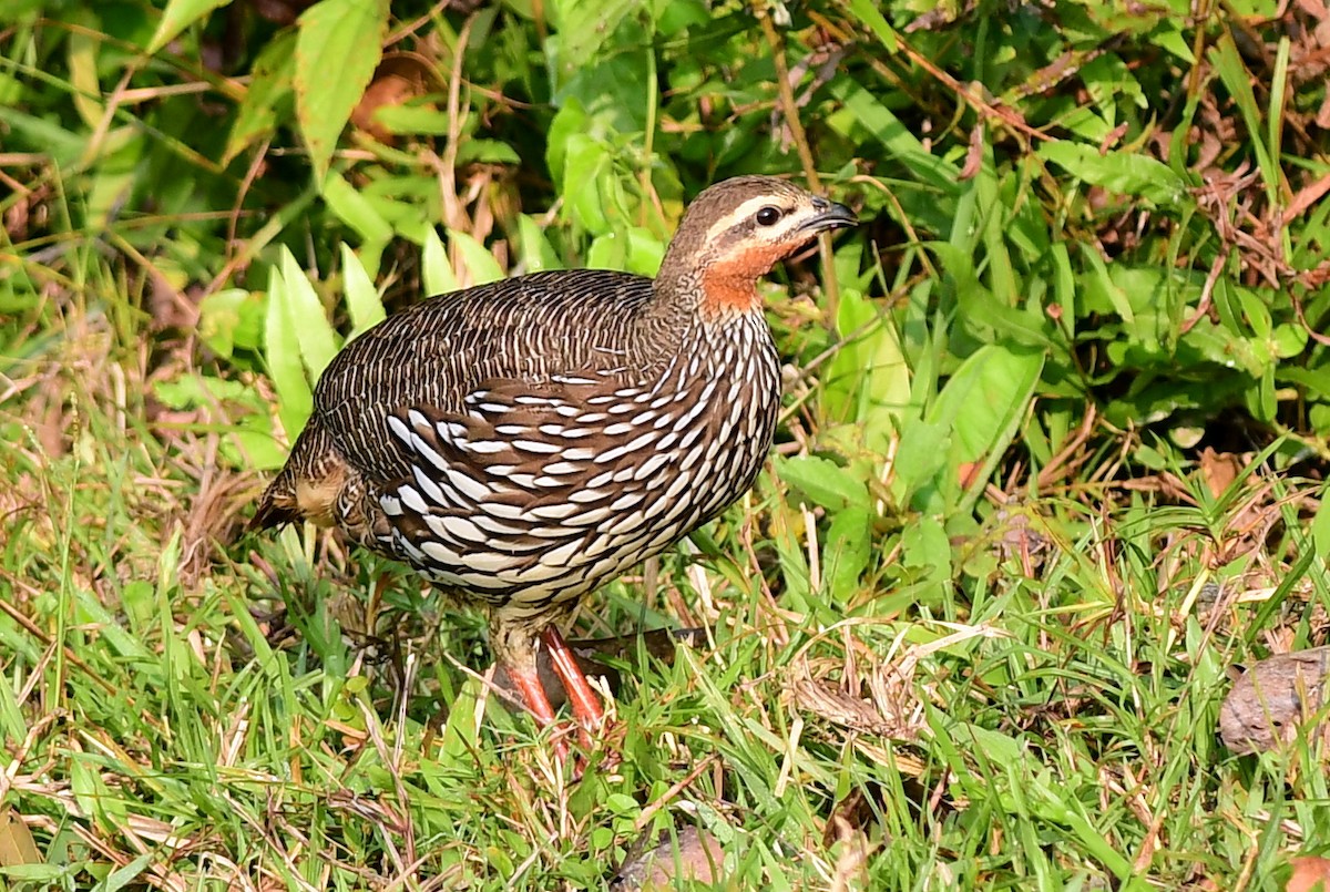 Болотный турач - ML645439681