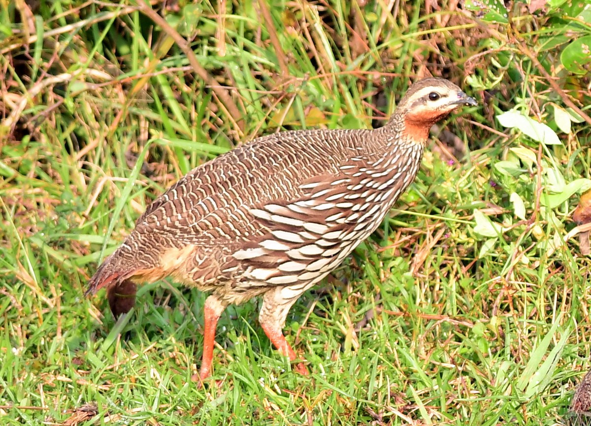 Болотный турач - ML645439682