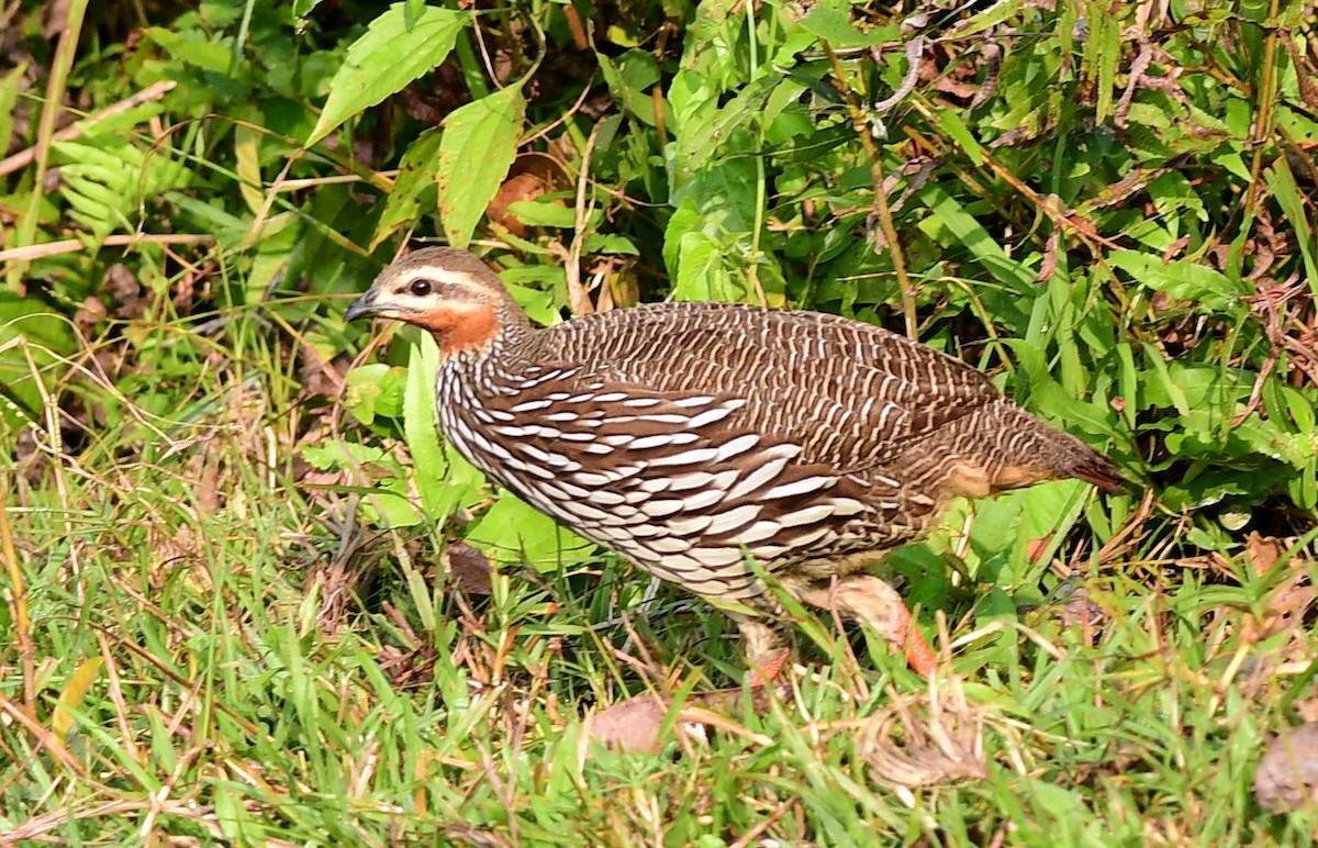 Болотный турач - ML645439683