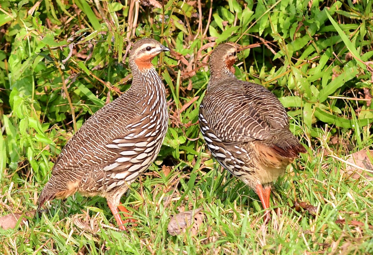 Болотный турач - ML645439684