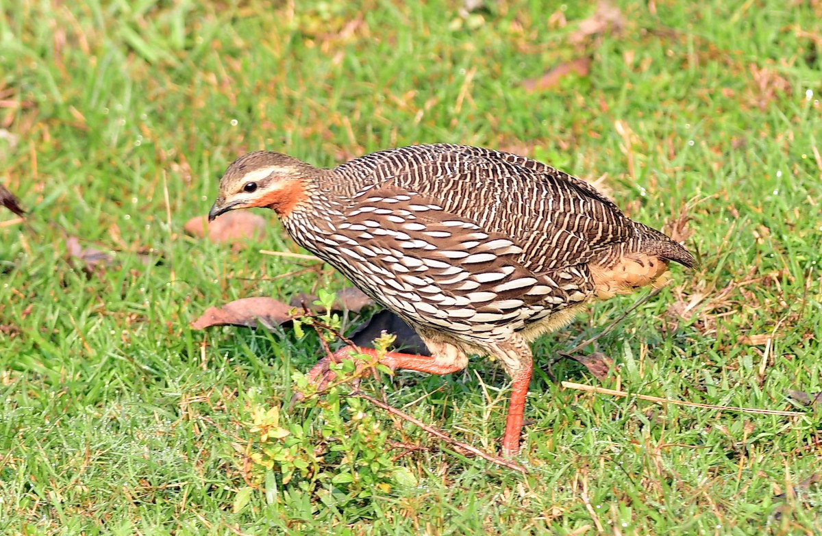 Болотный турач - ML645439685