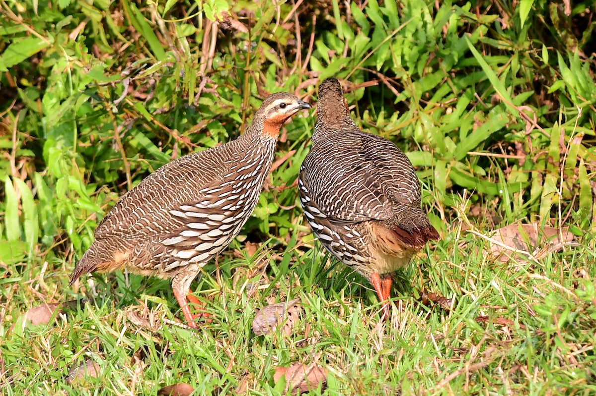 Болотный турач - ML645439686