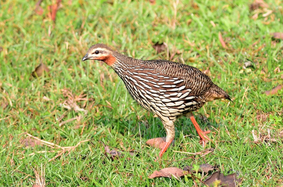 Болотный турач - ML645439687